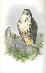 Illustrasjon av Buteo Vulgaris (vanlig musvåg)