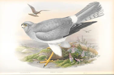 Illustrasjon av Circus Cyaneus (Hen Harrier)