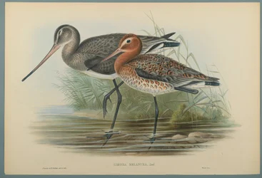 Lurinosa Melanura (fargelitho på vevd papir)