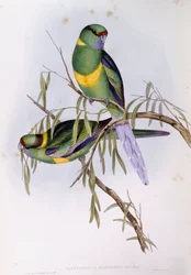 Mallee ringneck (Platycercus eller Barnardius barnardi), Gravering av John Gould