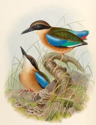 Mangrove Pitta (Blåvinget Pitta) Pitta megarhyncha Schlegel
