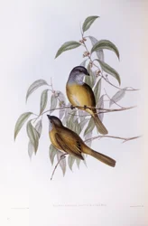 Oliven whistler (Pachycephala olivacea), Gravering av John Gould