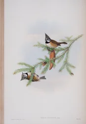 Parus Cristatus, plate fra The Birds of Great Britain av John Gould, utgitt 1862-73 (håndfarget lito)