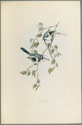 Parus Cyanus: Azurmeis (farge litho på vevd papir)