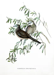 Fredsdue, fugler fra Australia, gravering fra boken «Tropiske fugler» av John Gould (1804–1881).