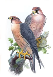 vandrefalk, (rødhakket falk) Falco peregrinus babylonicus Sclater