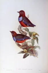 Rødbuget pitta (Pitta erythrogaster), Gravering av John Gould