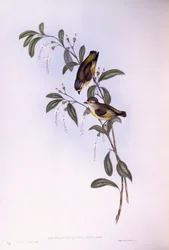 Rødbrynet pardalote (Pardalotus rubricatus), Gravering av John Gould