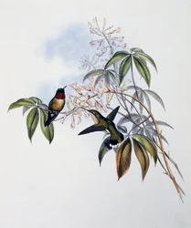 Ruby-throated Hummingbird (Archilochus colubris), gravering fra Monograph of Trochilidae eller Humming Birds (1849-1861), av John Gould (1804-1881), Storbritannia