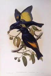 Satinbowerbird (Ptilonorhynchus violaceus), Gravering av John Gould