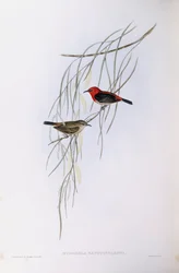 Scarlet myzomela (Myzomela sanguinolenta), Gravering av John Gould