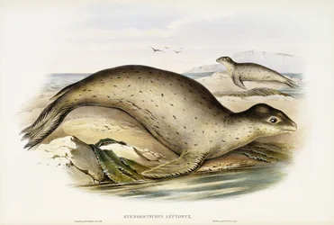 Sjøleopard