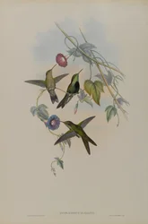 Sporadinus Elegans: St. Domingo Hummingbird