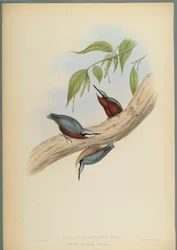 Stila Castaneoventris, Kastanje-Bellied Nuthatch (fargelitho på vevd papir)