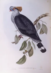 Toppknutedue (Lopholaimus antarcticus), Gravering av John Gould