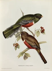 Krage-trogon fra «Tropiske fugler», 1800-tallet