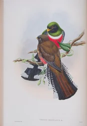 Trogon Mexicanus, plate fra The Birds of Great Britain av John Gould, utgitt 1862-73 (håndfarget lito)