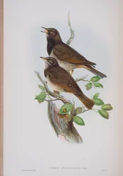 Turdis Atrogularis, plate fra The Birds of Great Britain av John Gould, utgitt 1862-73 (håndfarget lito)