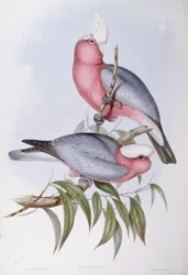 Fioletthalset lory (Eos squamata), Gravering av John Gould