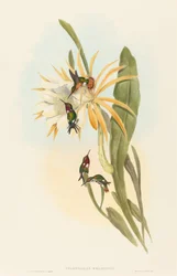 Calothorax heliodorus