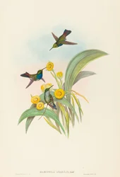 Damophila amabilis (blåbrystet kolibri)