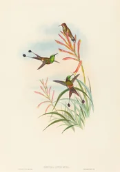 Discura longicauda (racketthale)