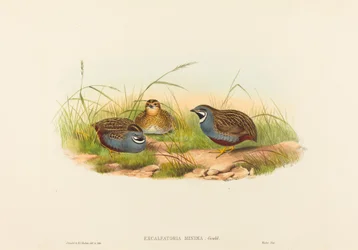 Excalftoria minima (blåbrystet vaktel)