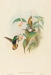 Lafresnaya flavicaudata (fløyelsbryst med gulbrun hale)