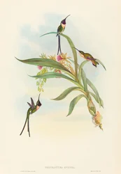 Tharmastura enicura (slank saksehale)