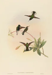 Callipharus nigriventris (svartbukkolibri)