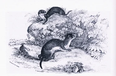 Studies of Badgers, Nature in Britain utgitt av Collins