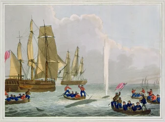 Boats Approaching a Whale, gravert av Matthew Dubourg (fl.1785-1820), utgitt av Edward Orme, 1813