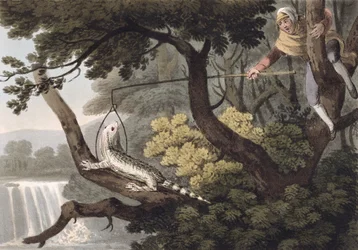 Meksikansk Lizard Catcher, gravert av Matthew Dubourg (fl.1785-1820), utgitt av Edward Orme, 1813