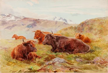 Høylandslandskap med storfe