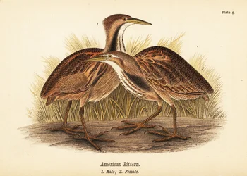 Amerikansk bittern, Botaurus lentiginosus, hann 1, hunn 2
