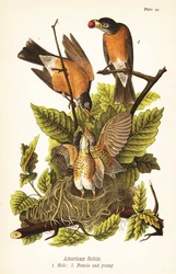 Amerikansk rødstrupe, Turdus migratorius, hann 1, hunn 2 og unger i reir