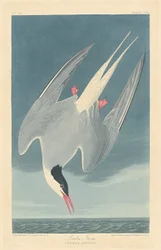 Rødnebbterne