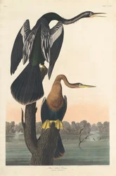 Svartmaget Darter