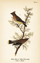 Cedar voksvinge, Bombycilla cedrorum Cedar fugl eller sedertre voksvinge, hann 1, hunn 2