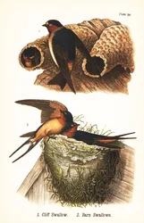 Klippesvale, Petrochelidon pyrrhonota 1, og låvesvale, Hirundo rustica 2