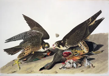 Storfothauk, fra «Birds of America», gravert av Robert Havell (1793–1878) (fargegravering)