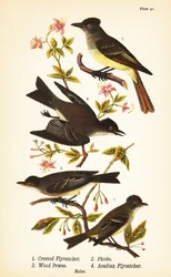 Stor fluesnapper, Myiarchus crinitus 1, østlig phoebe, Sayornis phoebe 2, østlig skogsnapp, Contopus virens 3 og acadian fluesnapper, Empidonax virescens 4