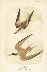 Terne, Sternula antillarum, voksen 1, ung, fallfjærdrakt 2