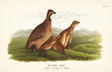 Nordlig bobwhite, Colinus virginianus