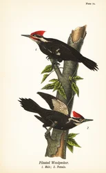 Pilet spett, Dryocopus pileatus, hann 1, hunn 2