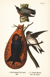 Rødbrystet nøttre, Sitta canadensis, hann 1, og lilla martin, Progne subis, hann 2, og hunn 3