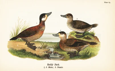 Rødand, Oxyura jamaicensis, hanner 1,2 og hunner 3