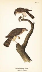 Skarpt hauk, Accipiter striatus, hann med byttedyr 1, hunn 2