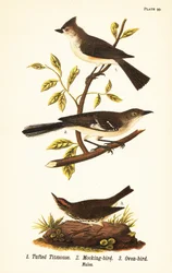 Tuetmeis, Baeolophus bicolor, nordlig spottfugl, Mimus polyglottos og ovnsfugl, Seiurus aurocapilla