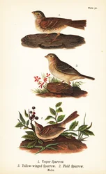 Vesperspurv, Pooecetes gramineus 1, gresshoppespurv, Ammodramus savannarum 2 og åkerspurv, Spizella pusilla 3